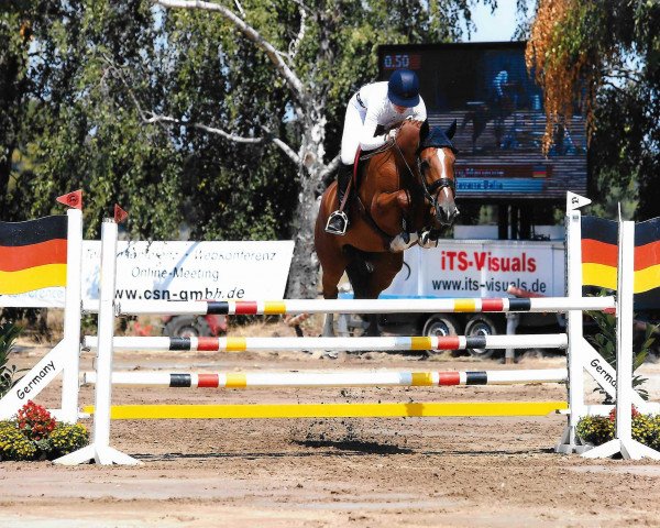 jumper Havana Balia (KWPN (Royal Dutch Sporthorse), 2012, from Action-Breaker)