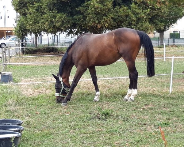 Springpferd Nantano van het Hertenrooi (Belgisches Warmblut, 2013, von Dior van Berkenbroek)