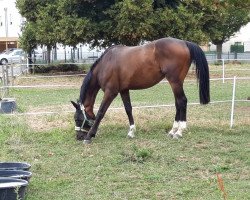 jumper Nantano van het Hertenrooi (Belgian Warmblood, 2013, from Dior van Berkenbroek)