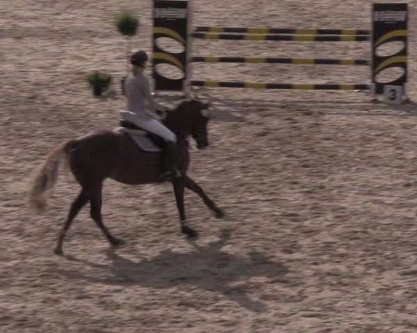 Reitturnier Görlitz 2017