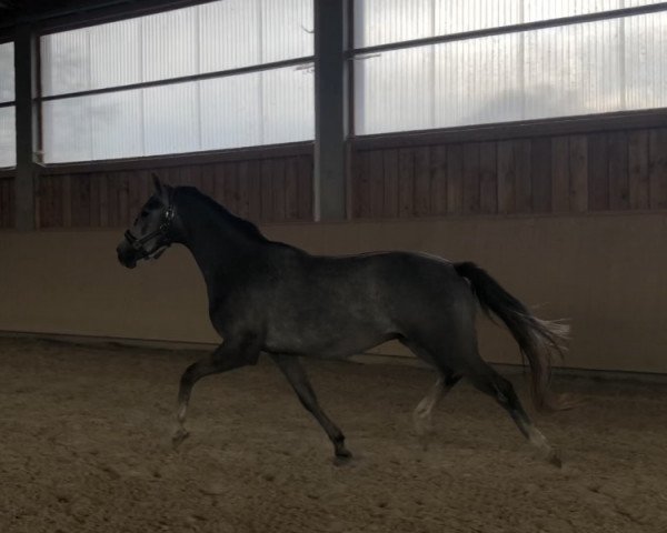 horse Cantaro (German Sport Horse, 2016, from Coupie)