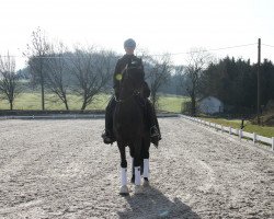 dressage horse Fantastic Diva (Westphalian, 2014, from Fürstenball)