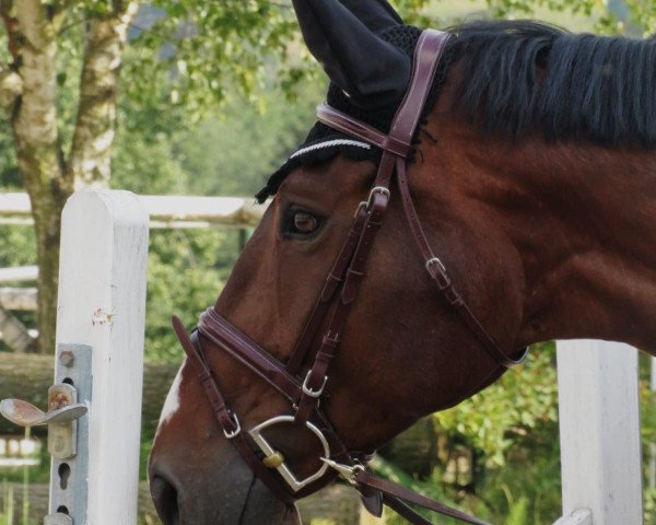 dressage horse Little Lord Fauntleroy 4 (Westphalian, 2011, from Lord Loxley I)