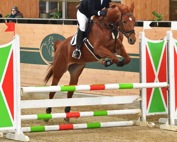 broodmare Bellona (Trakehner, 2010, from Heldenberg)