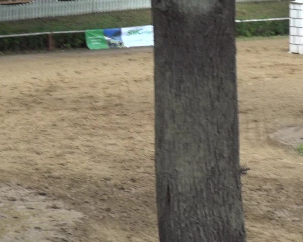 Reitturnier CSN Calvörde 2017