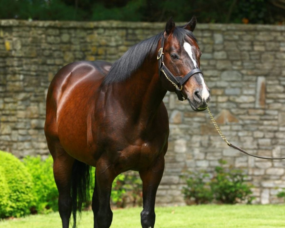 stallion Tale Of The Cat xx (Thoroughbred, 1994, from Storm Cat xx)