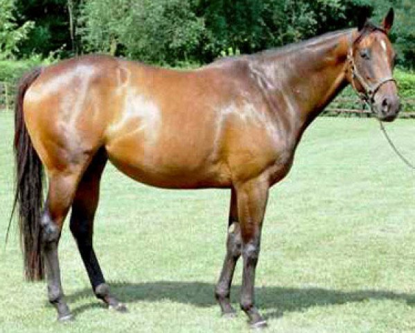 broodmare Golden Plate xx (Thoroughbred, 1995, from Polish Precedent xx)