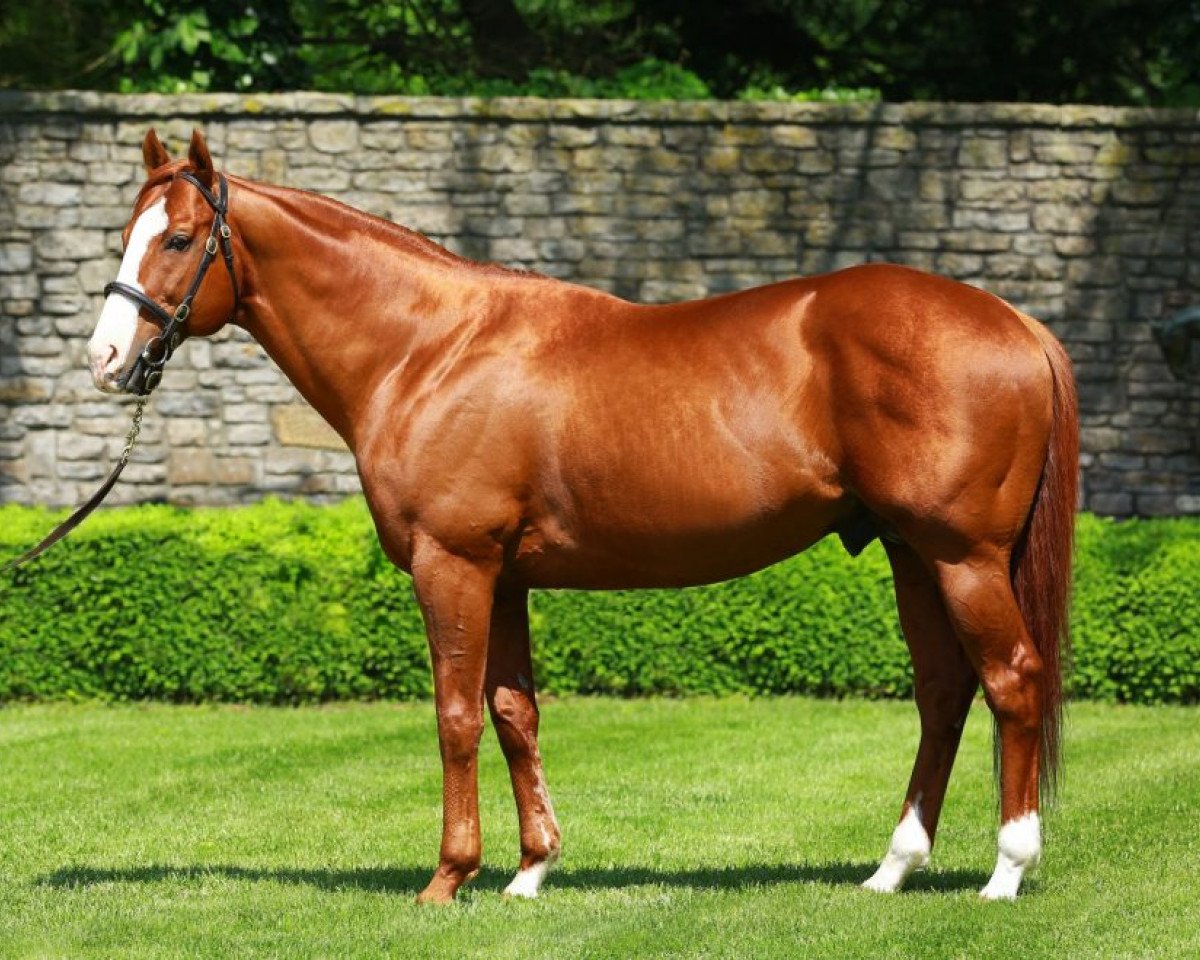 Stallone da monta Munnings xx (Purosangue Inglese, 2006, di Speightstown xx)