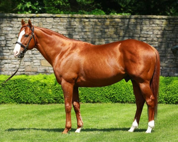 Deckhengst Munnings xx (Englisches Vollblut, 2006, von Speightstown xx)