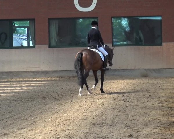 Reitturnier Neuss-Allerheiligen 2017