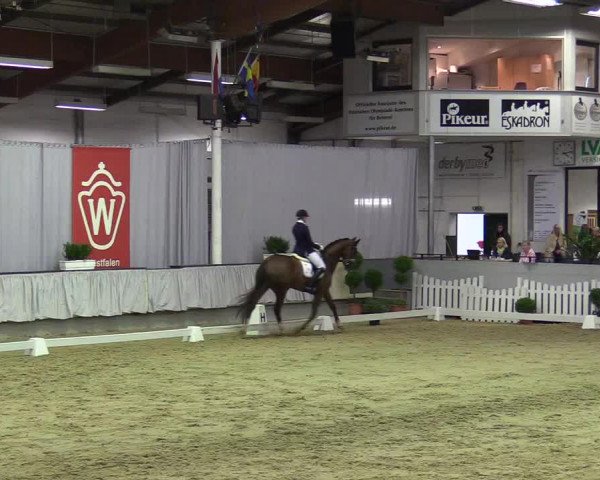 Reitturnier Münster-Handorf 2017