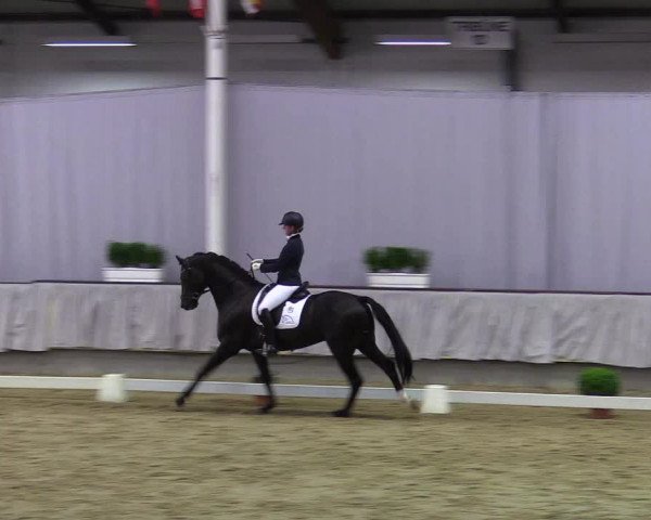 Reitturnier Münster-Handorf 2017