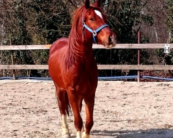 Pferd Randeck Calibur (Welsh-Cob (Sek. D), 2013, von Millstone Caerleon)