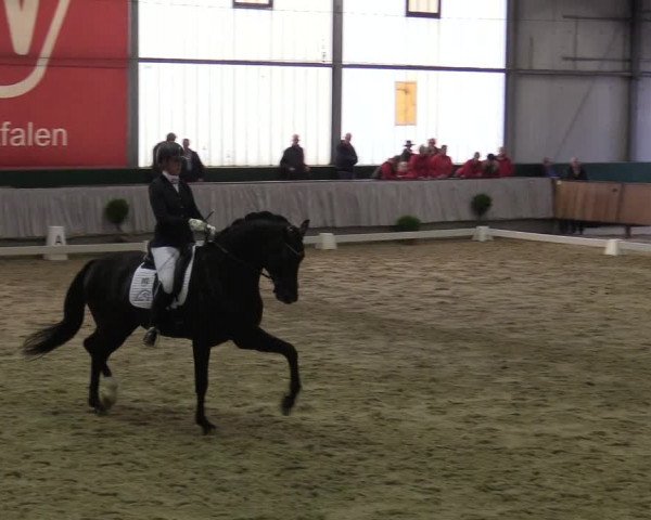 Reitturnier Münster-Handorf 2017