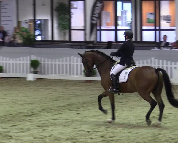 Reitturnier Münster-Handorf 2017
