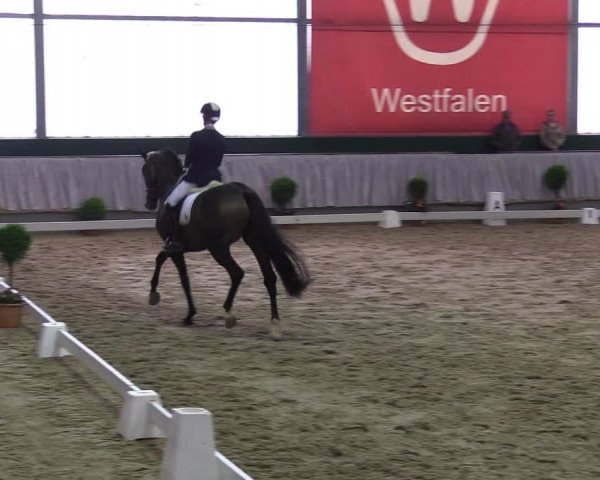 Reitturnier Münster-Handorf 2017