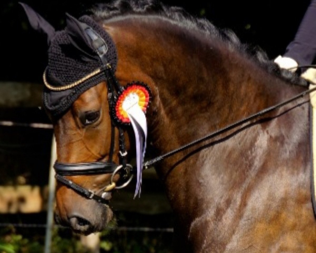 Cavallo da Dressage Ruby Rose 9 (Westfale, 2014, di Riccio)