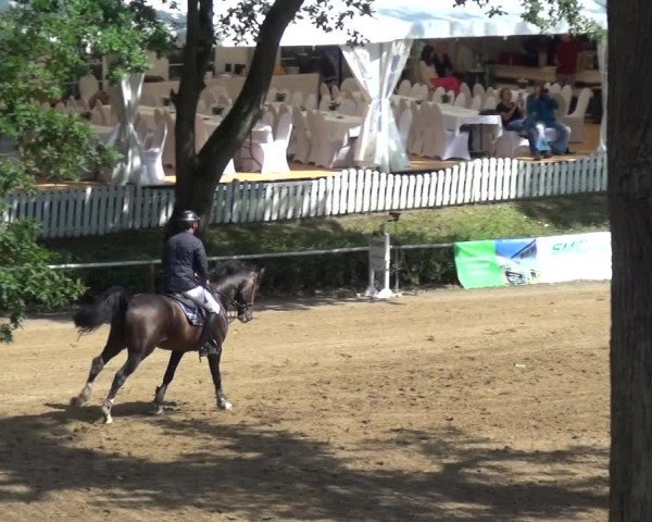 Reitturnier CSN Calvörde 2017