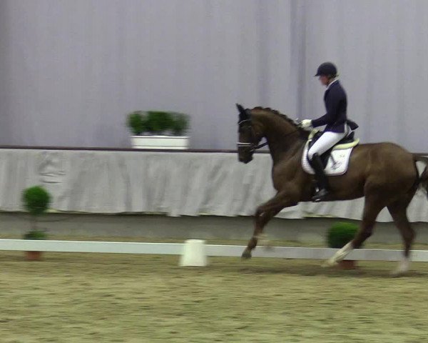 Reitturnier Münster-Handorf 2017