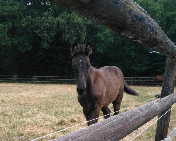 Zuchtstute Firefly (Oldenburger, 2018, von For Final)