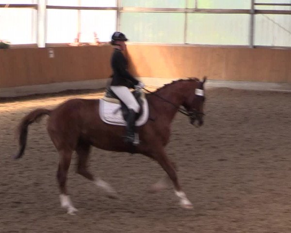 Reitturnier Herbern 2017
