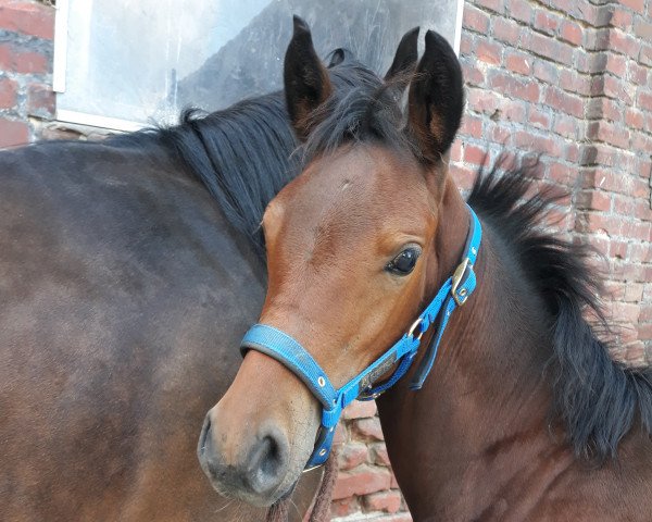 horse Donnerfee P (German Riding Pony, 2018, from D-Power AT)