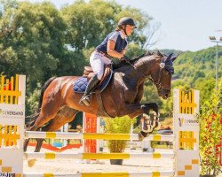 jumper Desmy de Semilly (Westphalian, 2011, from Diarado)