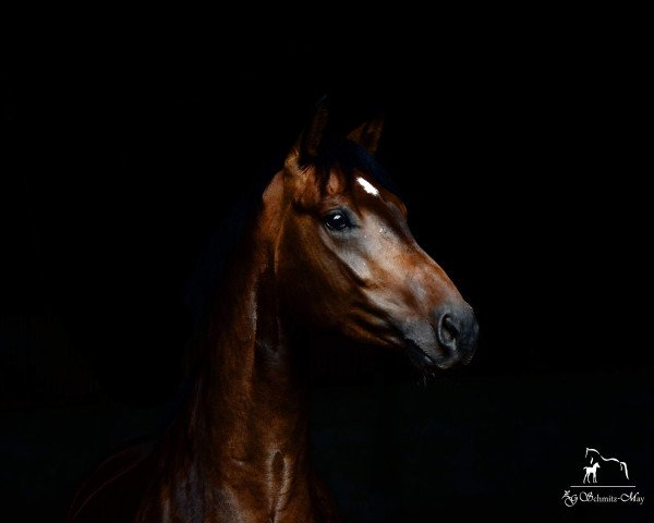 Pferd Falco (Oldenburger, 2015, von Franziskus FRH)