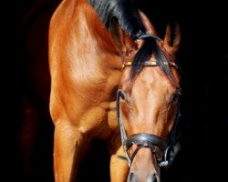 Horse Louboutin 4 (Rheinländer, 2012, from Lauries Crusador xx)
