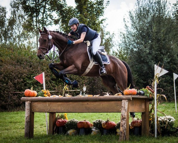 eventing horse Cherino 4 (Hanoverian, 2010, from Charilan)
