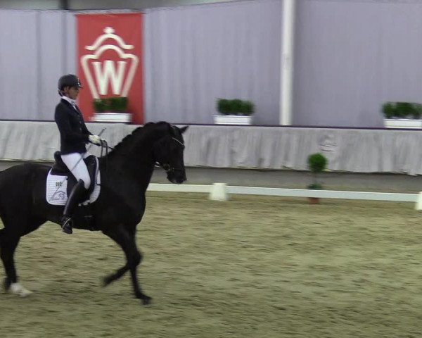 Reitturnier Münster-Handorf 2017