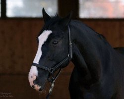 jumper Rouvinel (Hanoverian, 2006, from Rascalino)