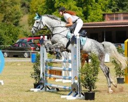 jumper Lara Croft 38 (German Sport Horse, 2010, from Laspari)