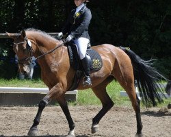 Zuchtstute Shila 121 (Holsteiner, 2003, von Con Air)