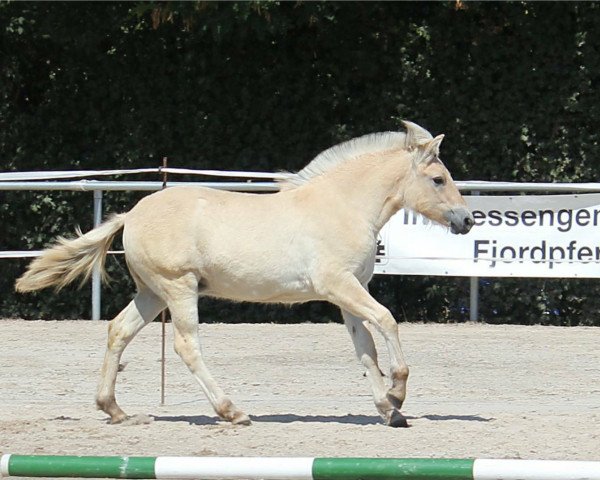 Pferd Kjandra (Fjordpferd, 2018, von Sandro)