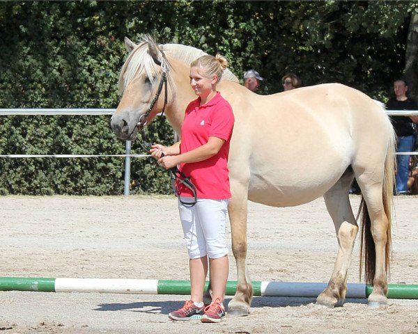 broodmare Marte Granlygaard (Fjord Horse, 2014, from Glibings Ajs FJH 736)