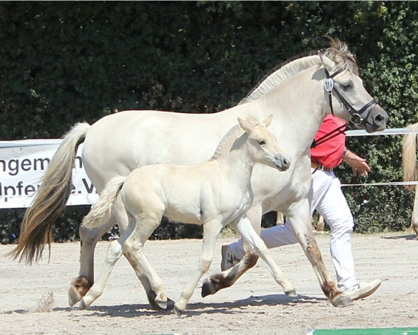 horse Juline (Fjord Horse, 2018, from Njord Halsnæs)