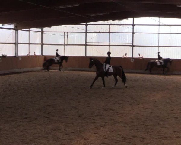 Reitturnier Herbern 2017