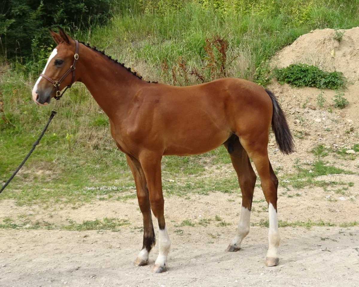 Pferd Gigant SL (Bayer, 2018, von Go-On T.s.)
