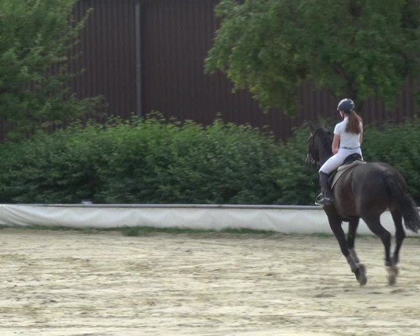 Reitturnier Neuss-Allerheiligen 2017