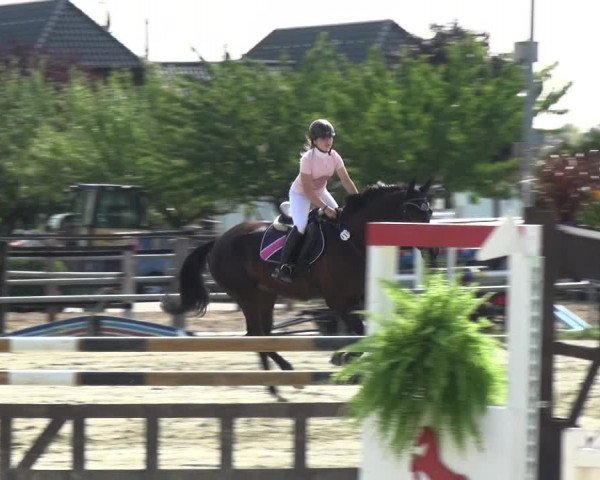 Reitturnier Neuss-Allerheiligen 2017