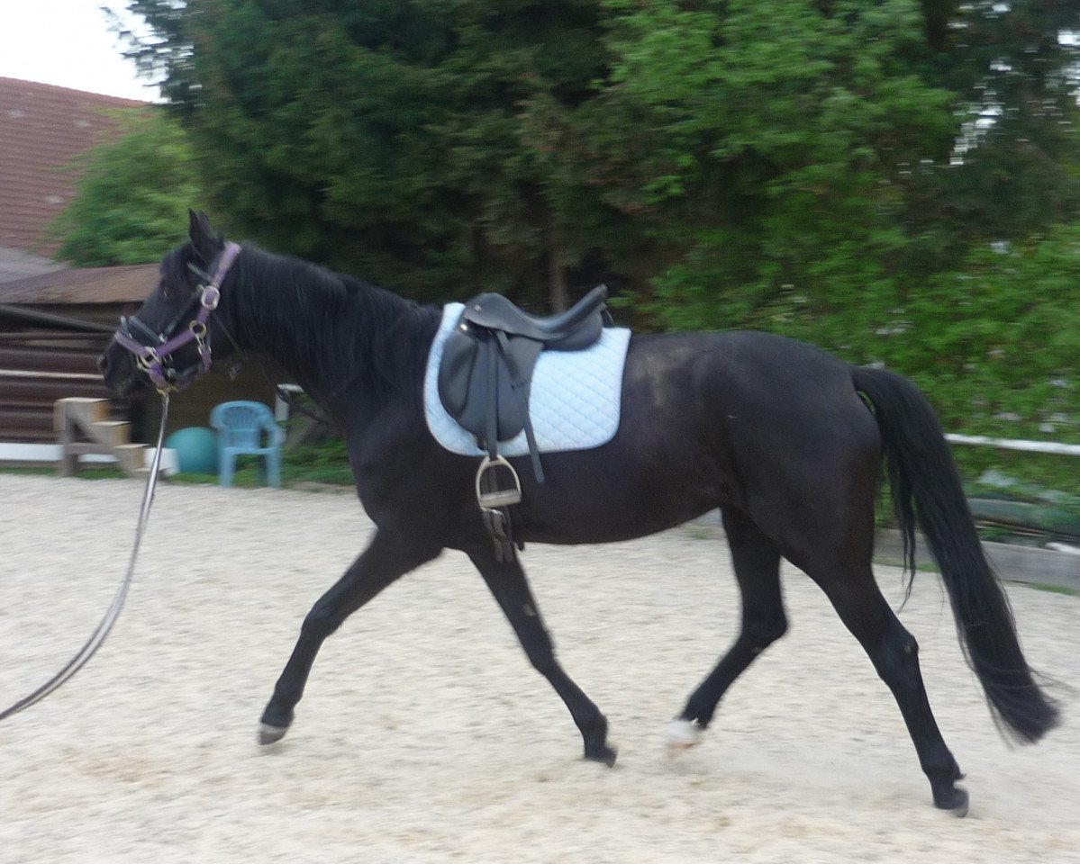 broodmare Donaublume II (Trakehner, 2007, from Donaufels)
