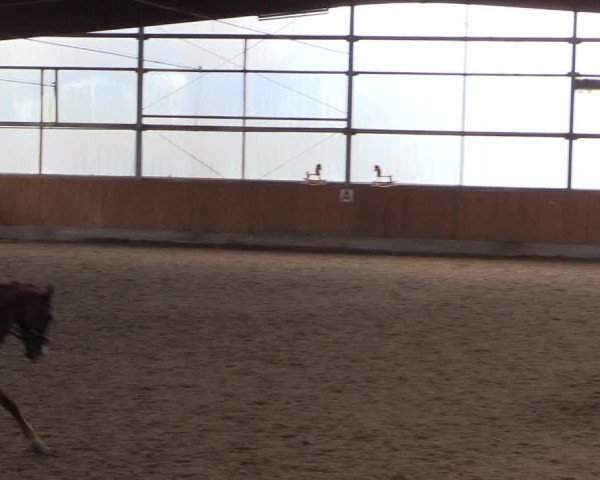 Reitturnier Herbern 2017
