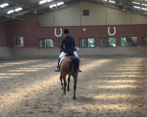 Reitturnier Neuss-Allerheiligen 2017