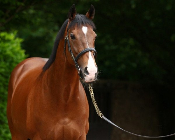 stallion Dylan Thomas xx (Thoroughbred, 2003, from Danehill xx)