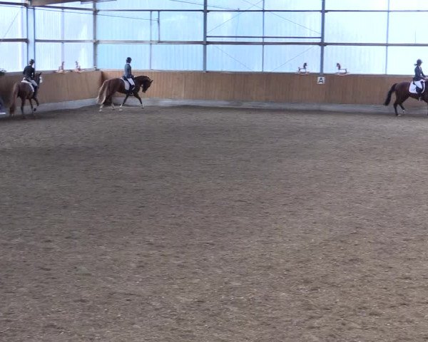 Reitturnier Herbern 2017