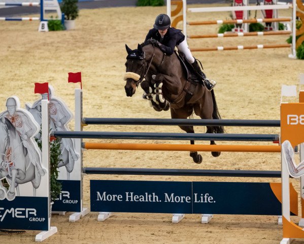 jumper Baltimore (Zangersheide riding horse, 2001, from Chellano Z)
