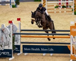 jumper Baltimore (Zangersheide riding horse, 2001, from Chellano Z)