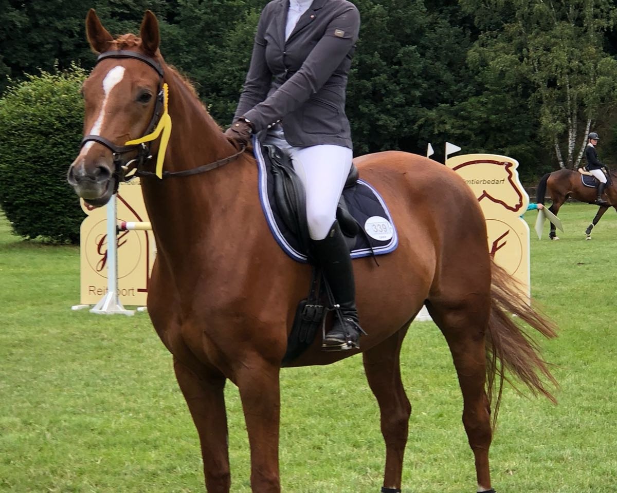 jumper Lady Roman (Hanoverian, 2012, from Levisonn 208 FIN)