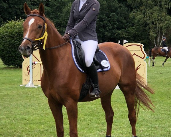 Springpferd Lady Roman (Hannoveraner, 2012, von Levisonn 208 FIN)